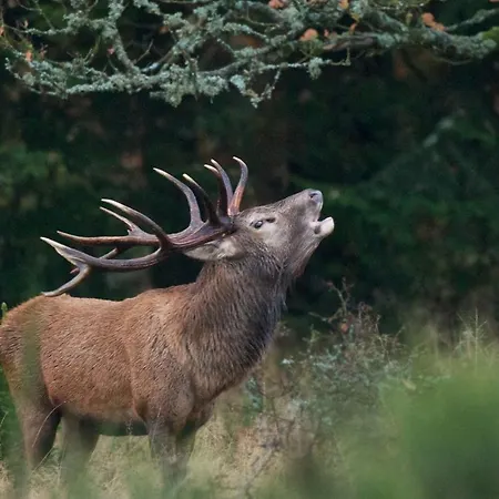 Vakantiehuis Le Scailleteux - De Charme Cloture, Acces A La Riviere *