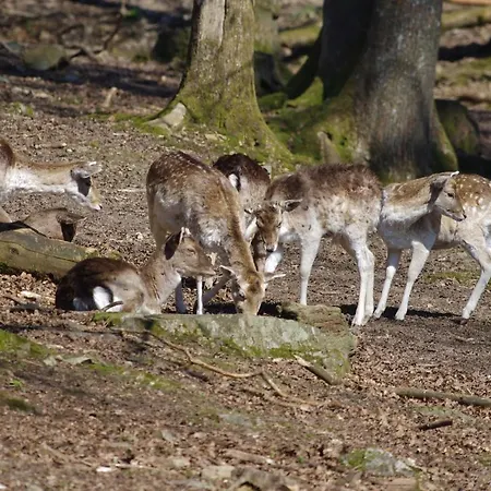 Prázdninový dům Le Scailleteux - De Charme Cloture, Acces A La Riviere Fauvillers