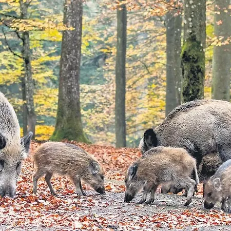 Vakantiehuis Le Scailleteux - De Charme Cloture, Acces A La Riviere