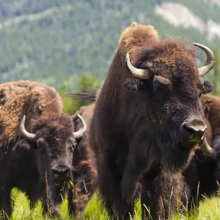 Le Scailleteux - De Charme Cloture, Acces A La Riviere Vakantiehuis *